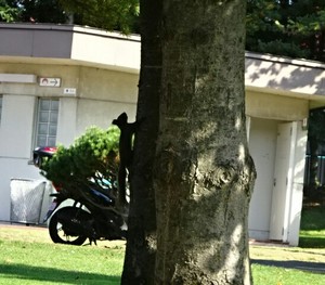 1508184543-IMG_20171017_050835.jpg