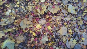 1509089311-IMG_20171027_160254.jpg