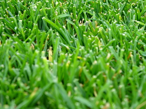 1530263844-DSC08538.JPG