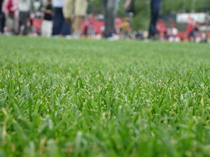 1530263858-DSC08539.JPG