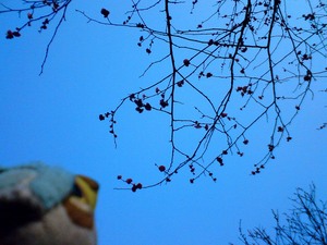 20090123-7