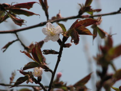 08042005