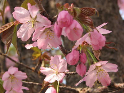 08042602