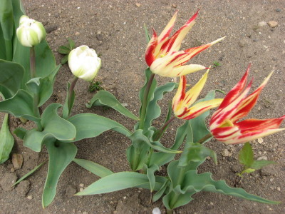 08042901