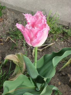 08050401