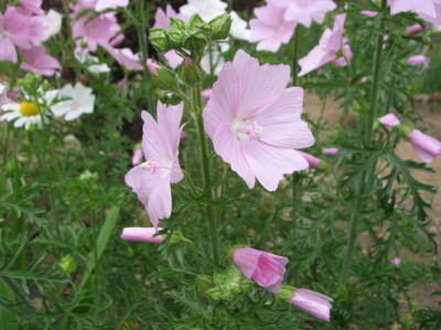 08062902