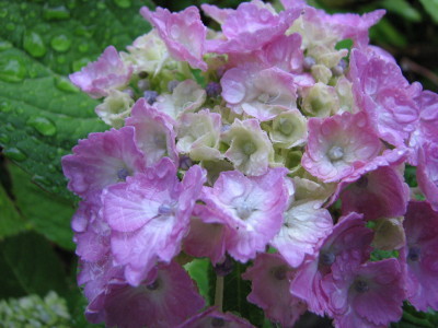 08071105