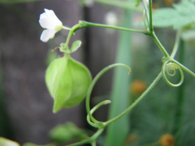 08090605