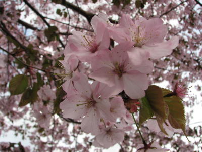 090503