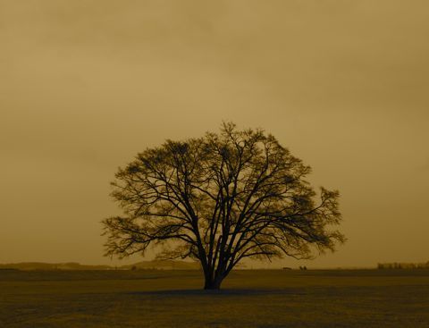 tree