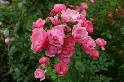 20090915-12.JPG