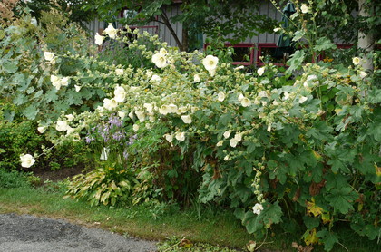 20090915-20.JPG