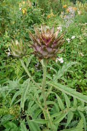 20090915-21.JPG