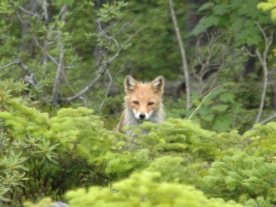 やあ。