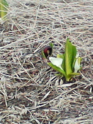 20080420-00.JPG