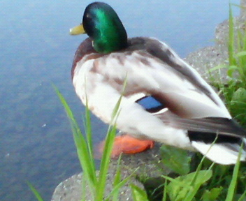 20080602-00.JPG