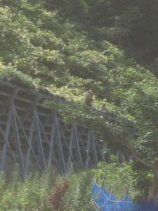 20130824下北サル