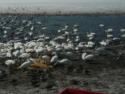 20100404-01.JPG
