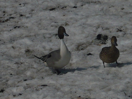 20100404-03.JPG