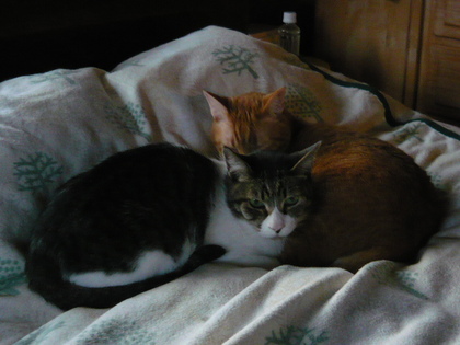 20100409-04.JPG