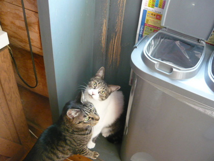 20100417-01.JPG