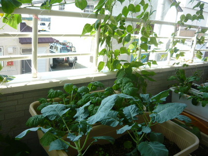 20100901-06.JPG