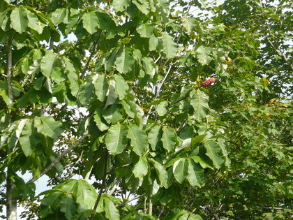 20100924-03.JPG