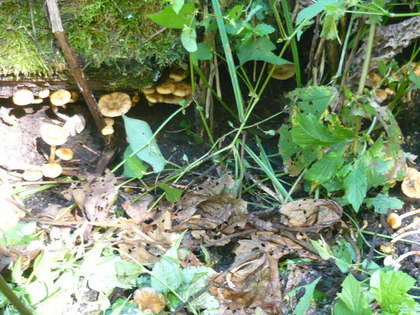 20100927-08.JPG