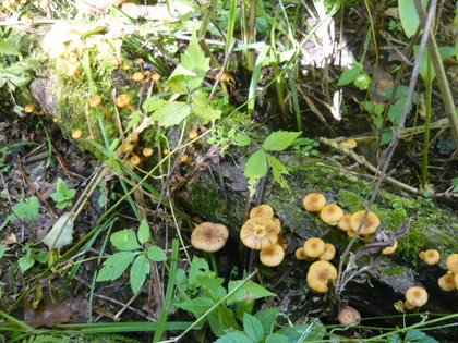 20100927-09.JPG