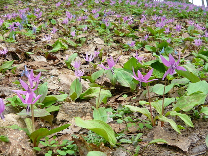 20120505-01.JPG