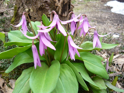 20120505-02.JPG