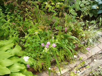 20120801-00.JPG