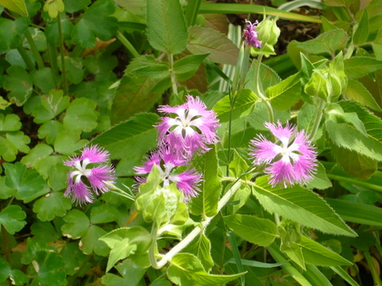 20120801-01.JPG