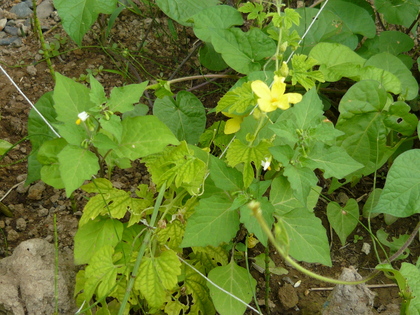 20120801-05.JPG