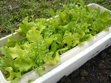 20120806-02.JPG