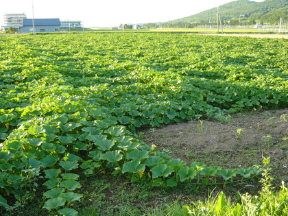 20120809-02.JPG