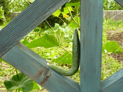 20120817-03.JPG
