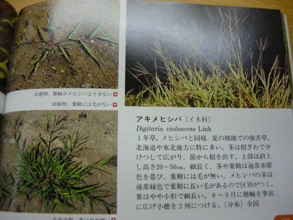 20120831-01.JPG