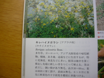 20120831-03.JPG
