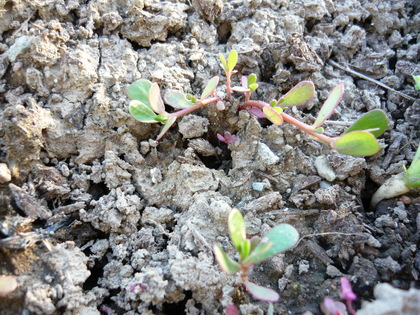 20120831-04.JPG