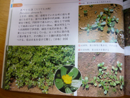 20120831-05.JPG