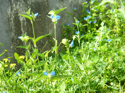 20120831-06.JPG