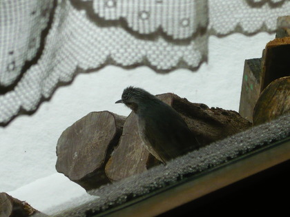1356491756-P1010355.JPG