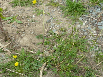 1430866965-P1100026.JPG