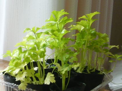 1431476443-P1100082.JPG