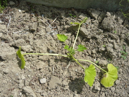 1433226393-P1100142.JPG