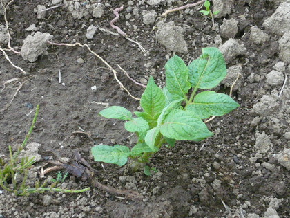 1433838584-P1100169.JPG