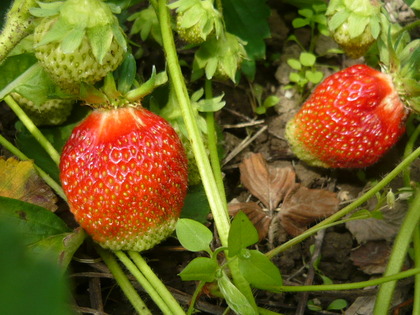1434687210-P1100191.JPG