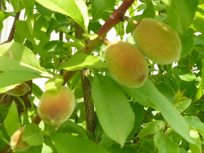 1434687287-P1100195.JPG