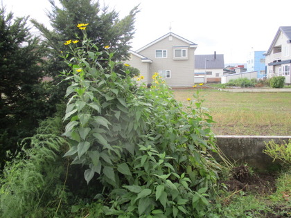 1476492856-IMG_2747.JPG